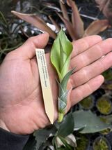 【 Cryptanthus teretifolius SEL2000-0119 (Espirito Santo, Brazil) TF8192 】★★★クリプタンサス・テレティフォリウス_画像4