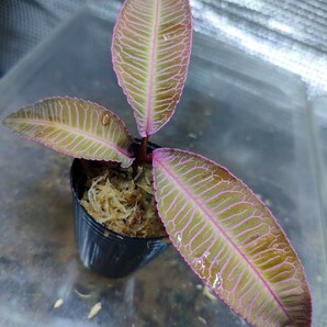Labisia sp. Malaysia Sarawak ラビシア  熱帯植物 パルダリウムの画像1