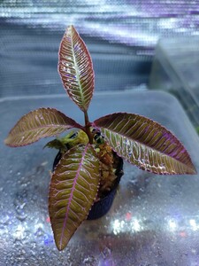 Labisia sp. Malaysia Sarawak　ラビシア　　熱帯植物　パルダリウム