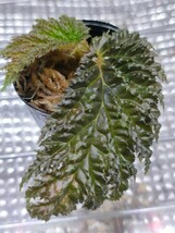 Begonia sp. Nabire Papua ベゴニア sp. ナビレ、パプア 　パルダリウム　熱帯植物_画像1