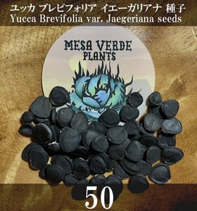  yucca blur bifo rear ie- gully hole seeds 50 bead +α Yucca Brevifolia var. Jaegeriana 50 seeds +α Joshua Treejo Sure tree kind 