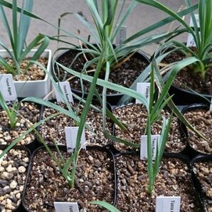 ユッカ ロストラータ 種子 100粒+α Yucca Rostrata 100 seeds+α 種の画像2