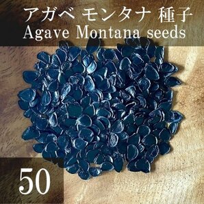 アガベ モンタナ 種子 50粒+α Agave Montana 50 seeds+αの画像1