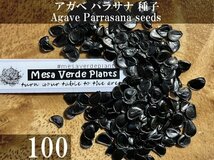 アガベ パラサナ 種子 100粒+α Agave Parrasana 100 seeds+α 種_画像1