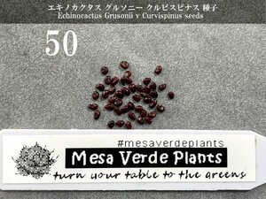 エキノカクタス グルソニー クルビスピナス 狂刺金鯱 種子 50粒+α Echinocactus Grusonii v Curvispinus 50 seeds+α 種 サボテン