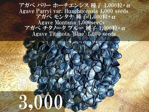 アガベ パリー ホーチエンシス モンタナ チタノータ ブルー種子 3,000粒+α Parryi var. Huachucensis Montana Agave Titanota 'Blue'