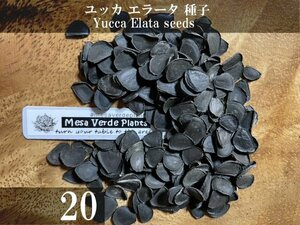 ユッカ エラータ 種子 20粒+α Yucca Elata 20 seeds+α 種