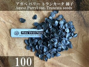 アガベ パリー トランカータ 種子 100粒+α Agave Parryi var. Truncata 100 seeds+α 種