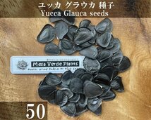 ユッカ グラウカ 種子 50粒+α Yucca Glauca 50 seeds+α 種_画像1