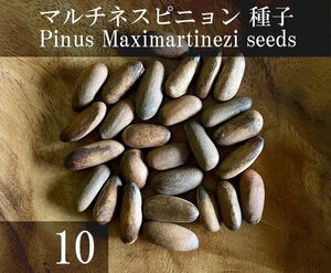 マルチネスピニョン 種子 10粒+α Pinus Maximartinezi 10 seeds+α 種 Maximartinezii 松 マツ Martinez Pinyon