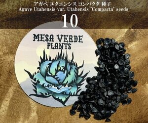 アガベ ユタエンシス コンパクタ 種子 10粒+α Agave Utahensis var. Utahensis 'Compacta' 10 seeds+α 種