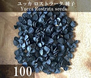  yucca Lost la-ta seeds 100 bead +α Yucca Rostrata 100 seeds+α kind 