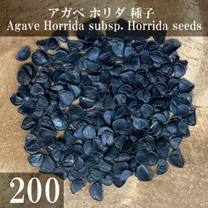 アガベ ホリダ 種子 200粒+α Agave Horrida subsp. Horrida 200 seeds+α 種