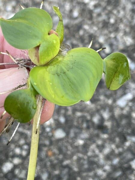 株分けしてすぐの発送　姫ホテイアオイ子株(ミニホテイ)天然物　40株　浮草