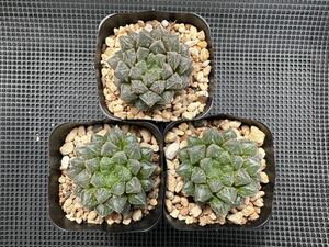 多肉植物・ハオルチア・ミラーボール×3鉢