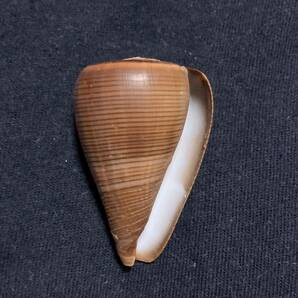 コゲスジイモ Conus (Dendroconus) buxeus 濃色 貝 貝殻 標本 イモガイの画像1