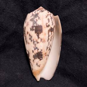 ニシキミナシ　Conus (Pionoconus) striatus striatus 太身型　美品　貝　貝殻　標本　イモガイ