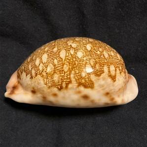 ハラダカラ Leporicypraea mappa 濃色美品 貝 貝殻 標本 タカラガイ 宝貝の画像4