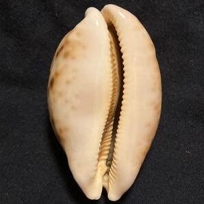 ハラダカラ Leporicypraea mappa 濃色美品 貝 貝殻 標本 タカラガイ 宝貝の画像2