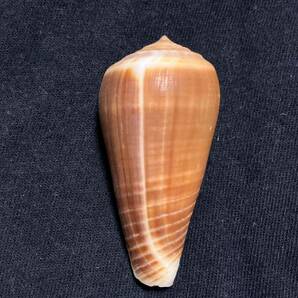 和名無しConus (Phasmoconus) martinianus 濃色 貝 貝殻 標本 イモガイの画像3