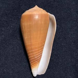 和名無しConus (Phasmoconus) martinianus 濃色　貝　貝殻　標本　イモガイ