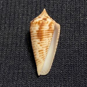 ホソワイモ　Conus (Phasmoconus) mucronatus 濃色・美品　貝　貝殻　標本　イモガイ
