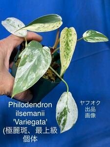 436 フィロデンドロン　イルセマニー　'バリエガタ' 極麗斑、最上級斑、個体　Philodendron ilsemanii 'Variegata' 3号　水苔/ココチッフ