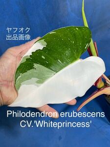 514 斑入り フィロデンドロン エルベッセンス　CV. 'ホワイト　プリンセス' Philodendron erubescens CV. 'White Princess' ハーフームーン