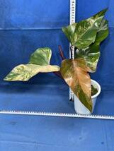 521 斑入り フィロデンドロン エルベッセン ス'ストロベリーシェイク 特撰極斑個体 株分　Philodendron erubescens'Strawberry Shake' 極上_画像2