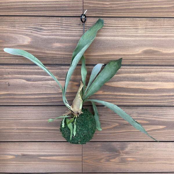 ⑧ ネザーランド ビカクシダ 苔玉 観葉植物 吊るし インテリア コウモリラン