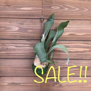 ④ne The - Land staghorn fern kokedama decorative plant hanging weight .. interior Platycerium 