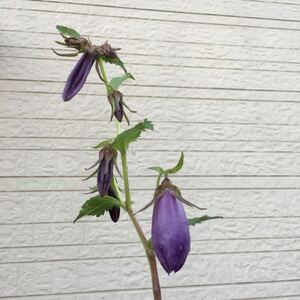 ホタルブクロ苗　　紫花　1鉢　抜き苗