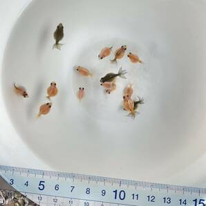 写真現物 国産ピンポンパール上物 当歳魚3cm〜4cm 15匹セット NO-26の画像8