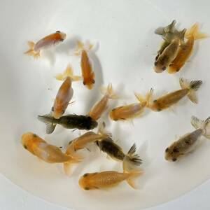  Uno group golgfish this year fish 15 pcs set 6cm~7cm excellent ..NO- out 3