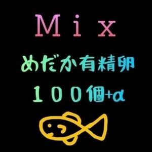 お楽しみ♪　メダカ　有精卵　100個+α　鰭長　ダルマ　三色　体外光　鬼ラメ　リアルロングフィン　亜種　ヒカリ体型　モルフォ　