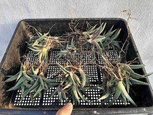 【GAR園藝】P-8 特選 アガベ 多肉植物 チタノタ帝君 agave emperor 狂刺 背棘 激レア高級品種 強棘株 40株