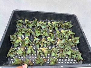 [GAR..]A-58 special selection agave succulent plant chitanota.. dragon super a little over . carefuly selected finest quality . stock 40 stock 