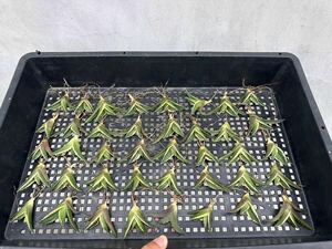 [GAR..]A-73 special selection agave succulent plant chitanota madness ...*. light *.... wheel . a little over . finest quality . stock ultra rare!40 stock 