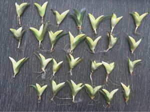 [GAR..]A-72 special selection agave succulent plant chitanota madness ...*. light *... glue .. a little over . finest quality . stock ultra rare! 27 stock 