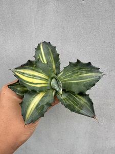 [GAR..]A-22 special selection agave succulent plant fe lock s... clear . finest quality stock 