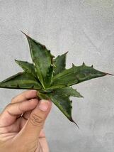 【GAR園藝】A-23 特選 アガベ チタノタ 多肉植物 Agave colorata variegated コロラータ 錦 武蔵坊錦 斑入り 選別株極上美株_画像2