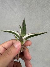 【GAR園藝】A-36 特選 アガベ 多肉植物 氷山 Agave victoriae-reginae 'Hyouzan'極上美株 激レア！_画像3