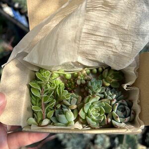 a. ちまちま寄せ植えセット　 多肉植物 エケベリア カット 寄せ植え