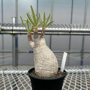 （発根済）　パキポディウムグラキリス　塊根植物　コーデックス　チビグラ