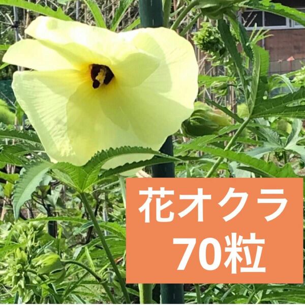 花オクラの種