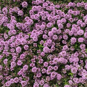 クリーピングタイム　種子　花の種