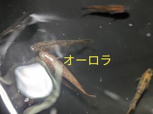 メダカの卵