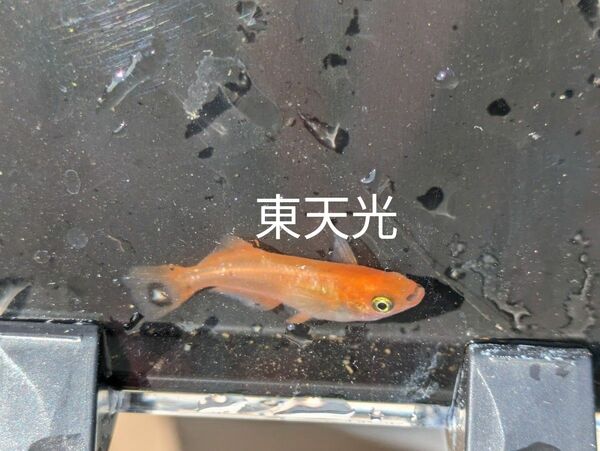 メダカの卵