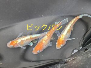 メダカの卵