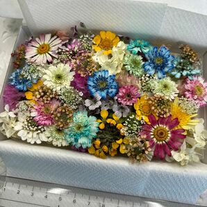ドライフラワー 花材 詰め合わせ 689 小花